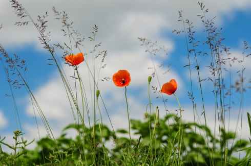 meadow flower poppy wild poppies