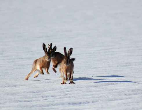 three brown bunnies